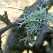 Lichens Go : évaluez la qualité de l’air grâce aux lichens