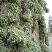 Lichens Go : évaluez la qualité de l’air grâce aux lichens