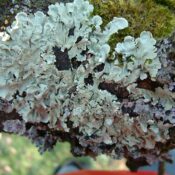 Lichens Go : évaluez la qualité de l’air grâce aux lichens