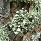 Lichens Go : évaluez la qualité de l’air grâce aux lichens